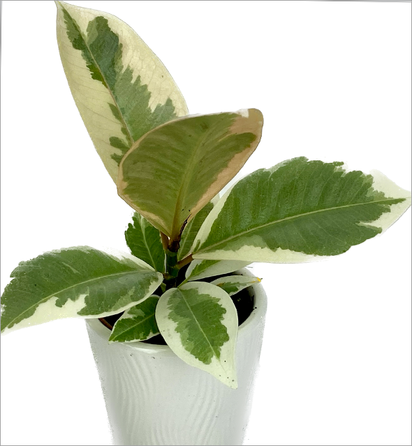 Ficus Tineke